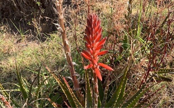 aloe candelabro