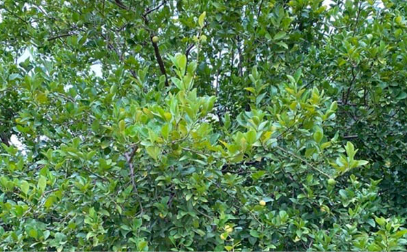 arbol lima