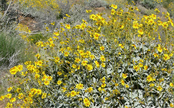 Encelia Farinosa
