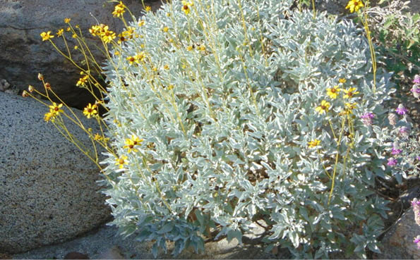 Flor de Rocio