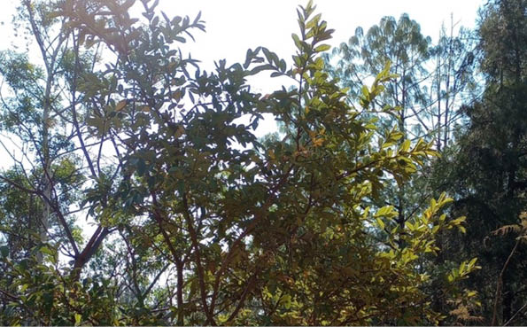 guayabo