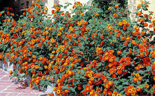 Lantana