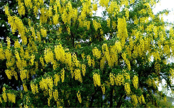 Lluvia de oro