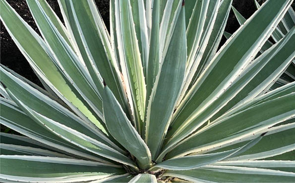 maguey espadin