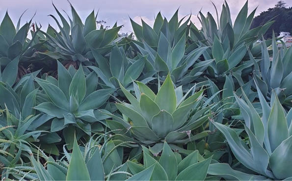 maguey dragon