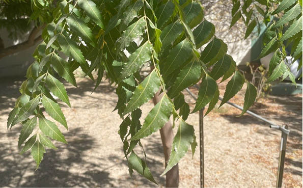 Neem