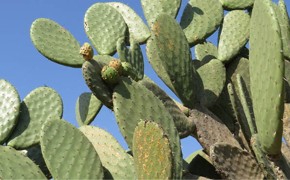 nopal castilla