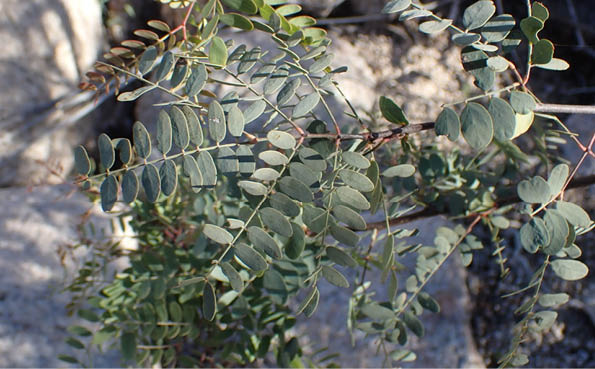 palo blanco