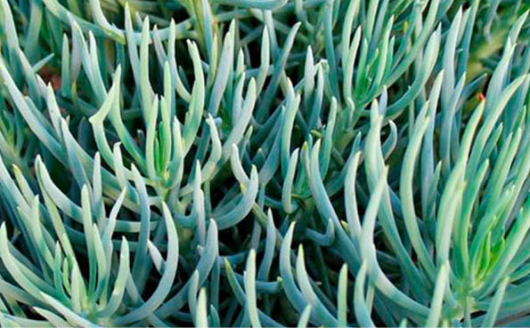 Senecio